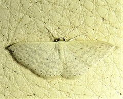 Scopula optivata