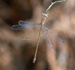 Lestes tenuatus