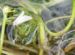 Acentria ephemerella