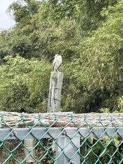 Nycticorax nycticorax nycticorax