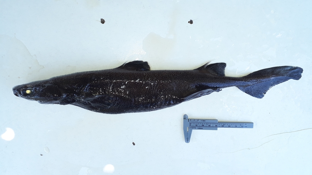 Granular dogfish (Centroscyllium granulatum) — Etmopteridae