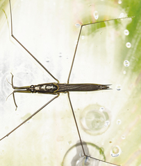 Cylindrostethus