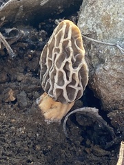 Morchella rufobrunnea