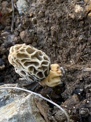 Morchella rufobrunnea