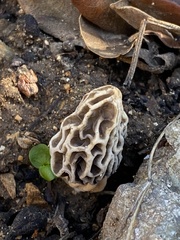 Morchella rufobrunnea