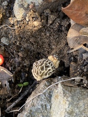 Morchella rufobrunnea