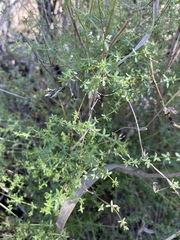 Galium porrigens