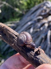 Helminthoglypta sanctaecrucis
