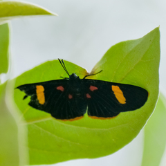 Melanis electron