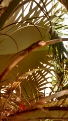 Anolis
