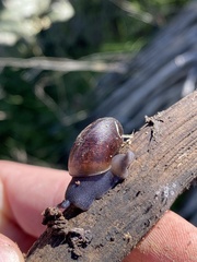 Helminthoglypta sanctaecrucis