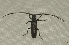 Lagocheirus araneiformis
