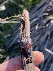 Helminthoglypta sanctaecrucis