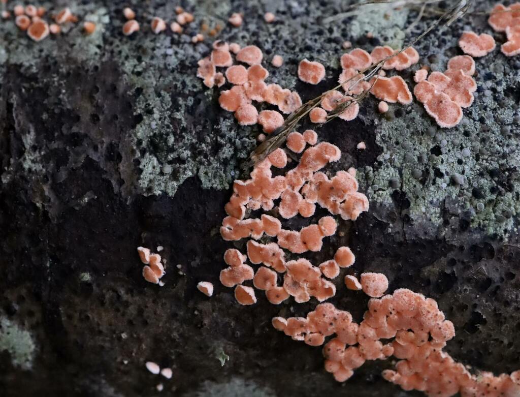 Aleurodiscus grantii from Colwood, BC, Canada on January 22, 2023 at 04