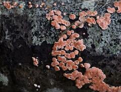 Aleurodiscus grantii