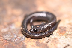 Batrachoseps pacificus