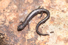 Batrachoseps pacificus