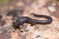Batrachoseps pacificus