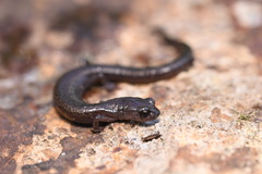 Batrachoseps pacificus