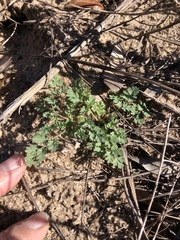 Corydalis micrantha
