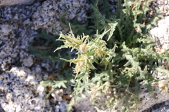 Mentzelia hirsutissima