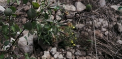 Porophyllum punctatum