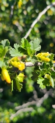Ribes quercetorum