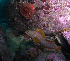 Hexagrammos decagrammus