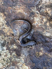 Batrachoseps pacificus