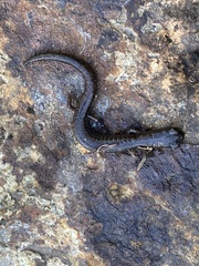 Batrachoseps pacificus