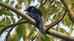 Dicrurus hottentottus