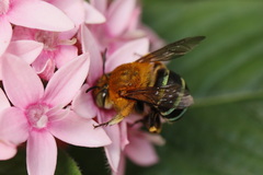 Amegilla cingulata