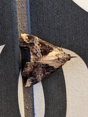 Dichromia quinqualis