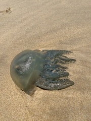 Catostylus