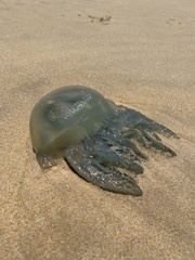 Catostylus