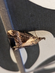 Dichromia quinqualis