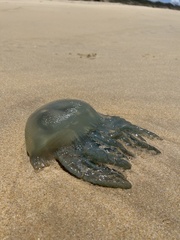 Catostylus