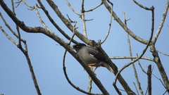 Acridotheres fuscus