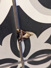 Dichromia quinqualis