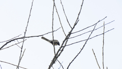 Parus cinereus