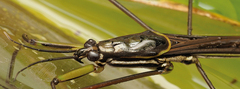 Cylindrostethus