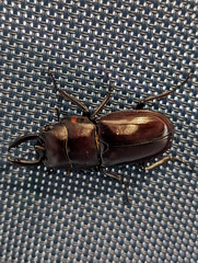 Prosopocoilus torresensis