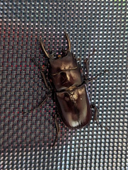 Prosopocoilus torresensis