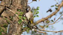 Pycnonotus leucogenys