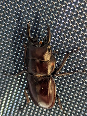 Prosopocoilus torresensis