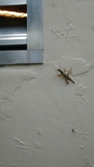 Anolis sagrei