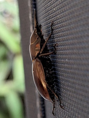 Prosopocoilus torresensis