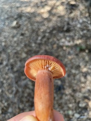 Lactarius rufulus