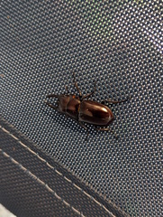 Prosopocoilus torresensis