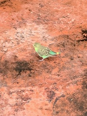 Melopsittacus undulatus domesticus
